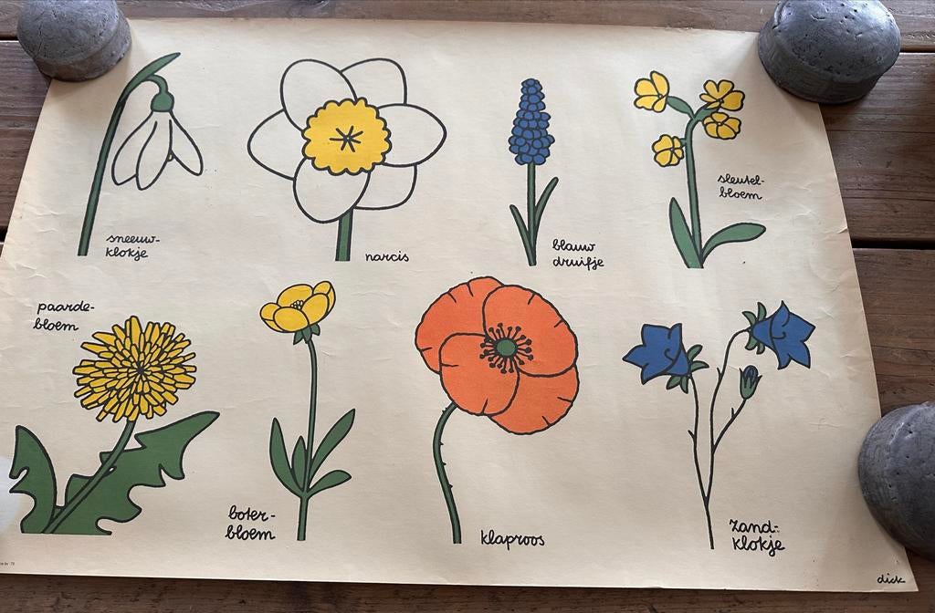 Schoolplaat bloemen van Dick Bruna, Antiek en Kunst, Ophalen, Natuur en Biologie