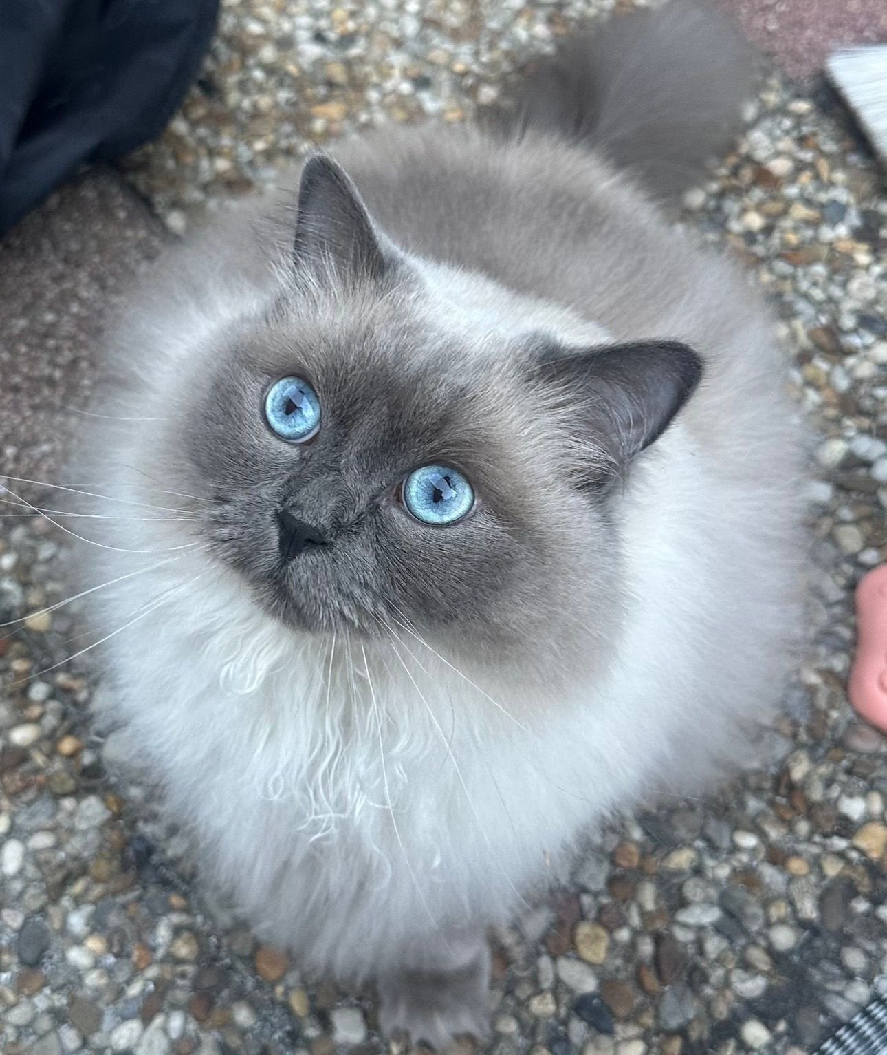 ragdoll blue point kater, Kater, Gechipt