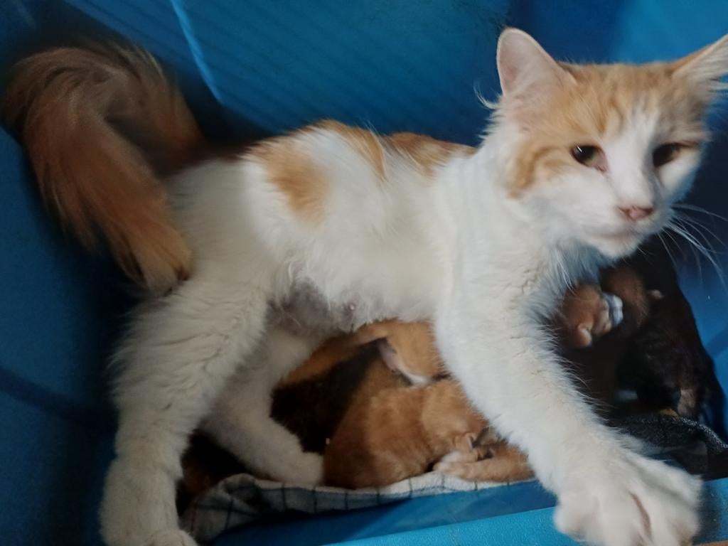 Dit zijn Nairobi s  kittens  4 stuks met stamboom, Dieren en Toebehoren, Meerdere dieren