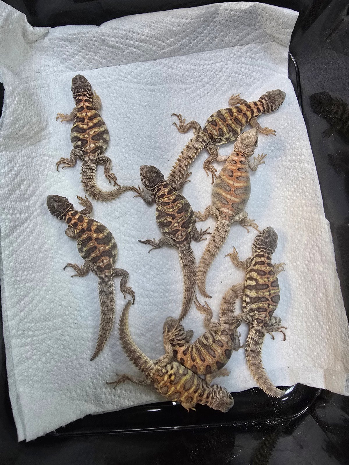 Prachtige blauwe sierdoornstaartagamen (Uromastyx ornata), Dieren en Toebehoren, 0 tot 2 jaar