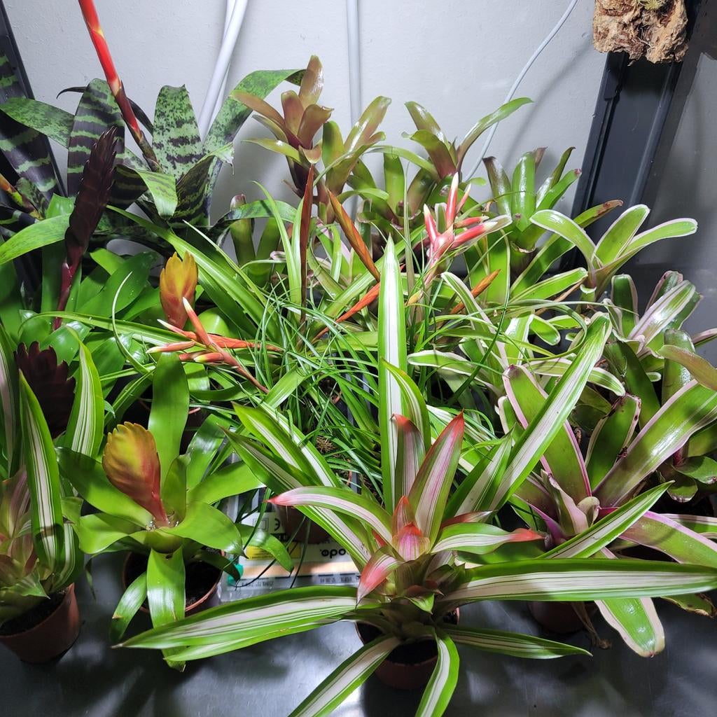 Diverse bromelia's en luchtplantjes te koop !!, Ophalen of Verzenden, Halfschaduw, Minder dan 100 cm