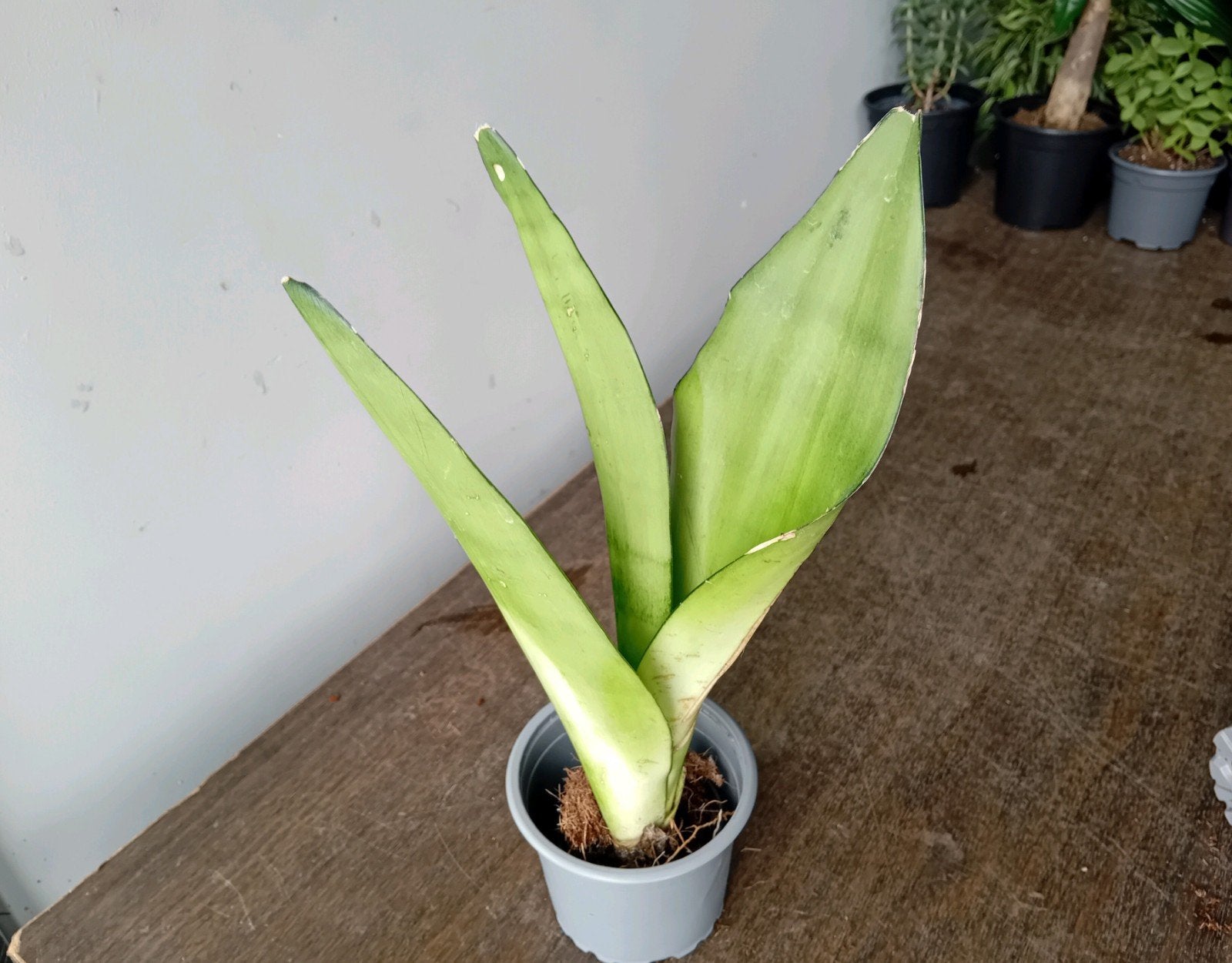 Sanseveria moonshine stek 30cm, Huis en Inrichting, Kamerplanten, Ophalen, Overige soorten, Halfschaduw, In pot