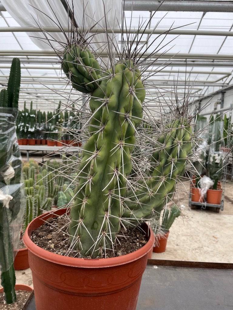 Cactus Stetsonia Coryne uit Argentinie 55/cm hoog. 28cm pot, Ophalen of Verzenden, Minder dan 100 cm, Bloeiende kamerplant, Volle zon