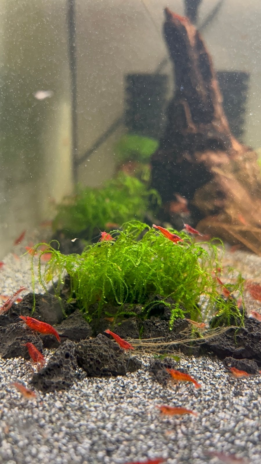 Vuurgarnalen te koop., Kreeft, Krab of Garnaal, Zoetwatervis, Schoolvis