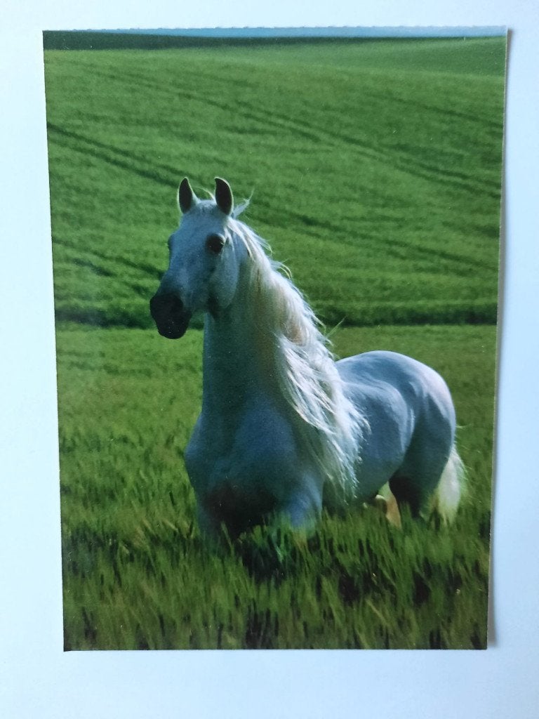 ansichtkaart kaart paard veulen, Ophalen, 1980 tot heden, Ongelopen, Paard