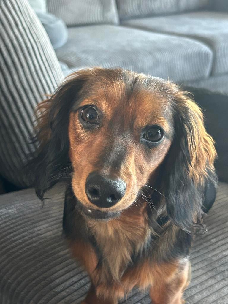 Glad langharige teckel/ dashond, Parvo, 15 weken tot 1 jaar, Teef, Dwerg