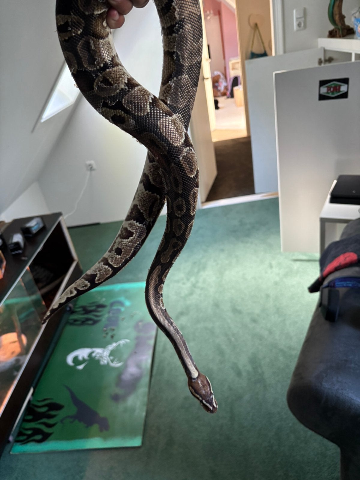 Konings python Ball Python photo 2