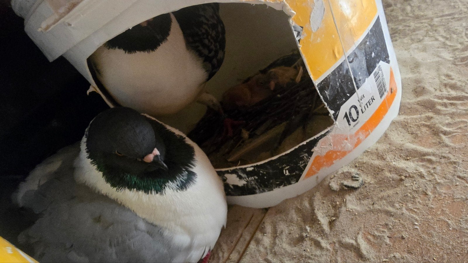duiven, Meerdere dieren, Postduif