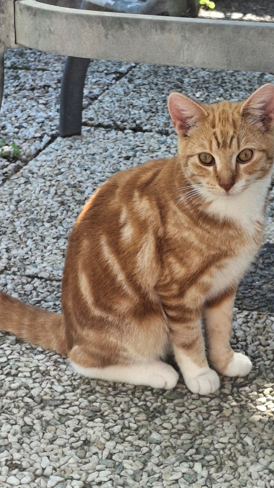 al wat oudere kittens ze zijn  van 29 april., Meerdere dieren, Kortharig, 0 tot 2 jaar
