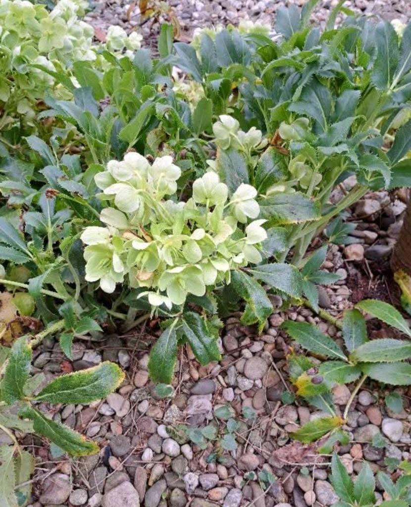 Stekjes Kerstroos Helleborus - Winterbloeier voor uw tuin, Overige soorten, Vaste plant, Ophalen of Verzenden, Halfschaduw