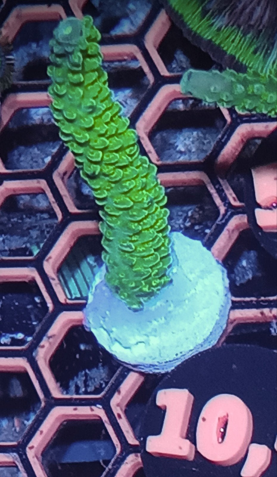 Green slimer acropora, Dieren en Toebehoren, Vissen | Aquariumvissen, Overige typen, Zoutwatervis