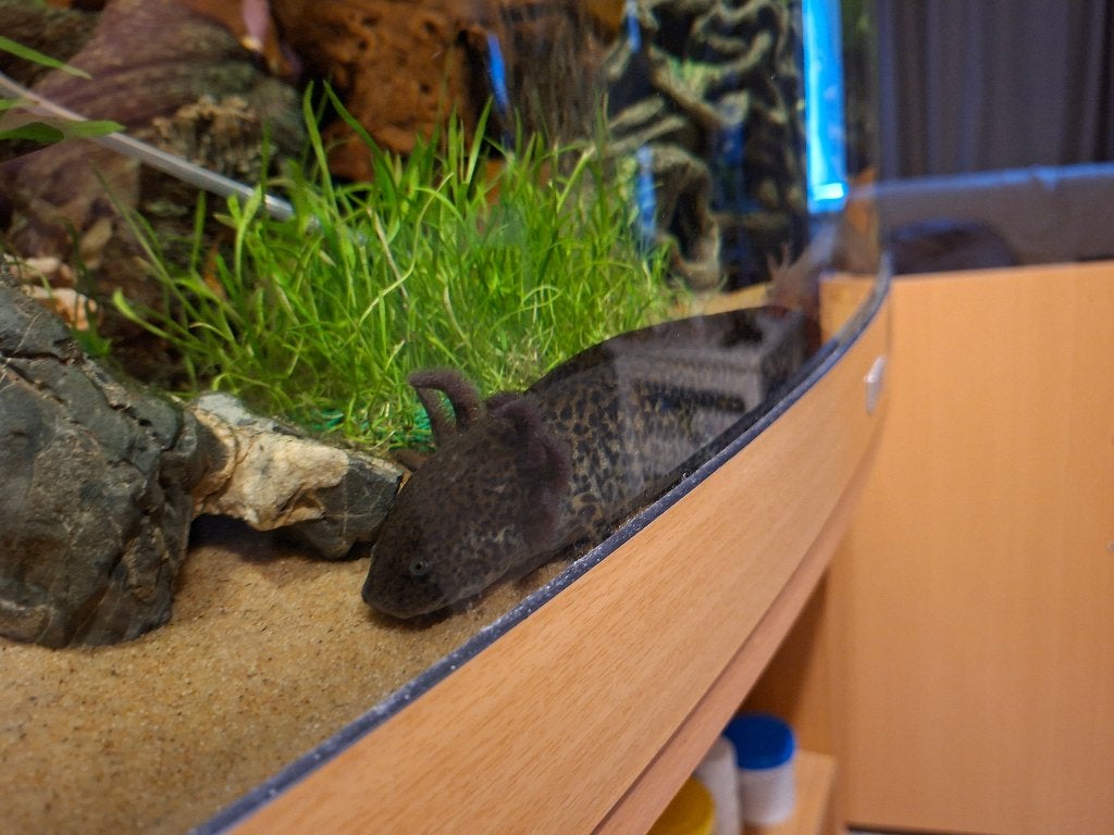 Axolotl s met al hun spullen, Dieren en Toebehoren, Reptielen en Amfibieën, Amfibie, 0 tot 2 jaar