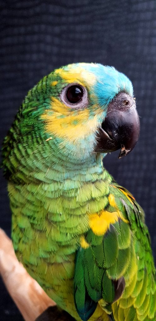 Jonge Blauw voorhoofd Amazones | Handtam | Nieuwsgierig, Dieren en Toebehoren, Vogels | Parkieten en Papegaaien, Meerdere dieren