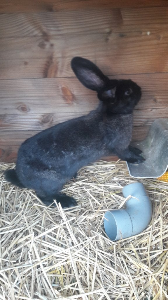 Jong lotharinger konijn, Dieren en Toebehoren, Konijnen, Vrouwelijk, Groot, 0 tot 2 jaar