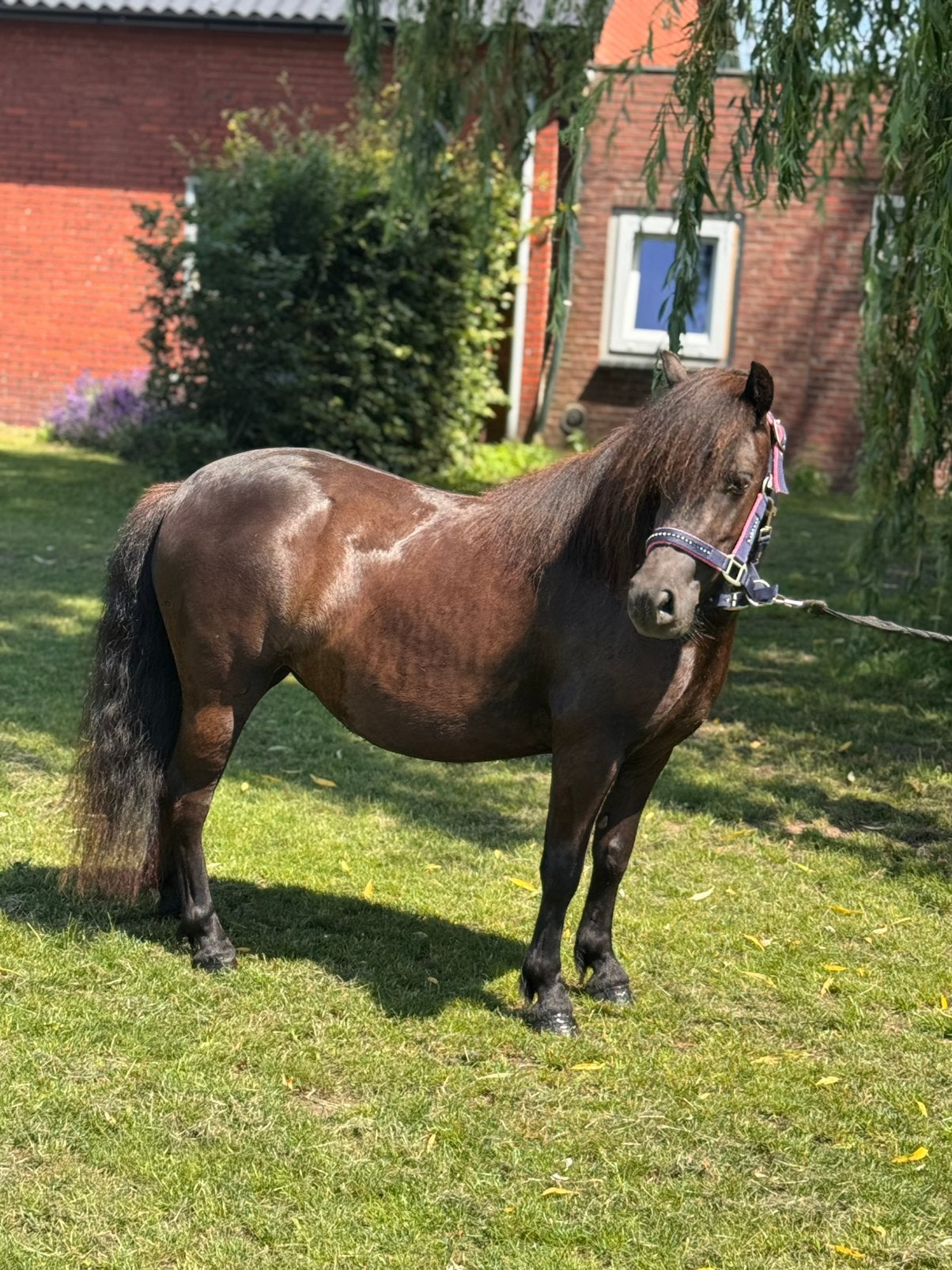 ️💖🦄💖Geweldig mooie super grote stamboekmerrie shet💖💖, Merrie, Met stamboom, A pony (tot 1.17m), 3 tot 6 jaar