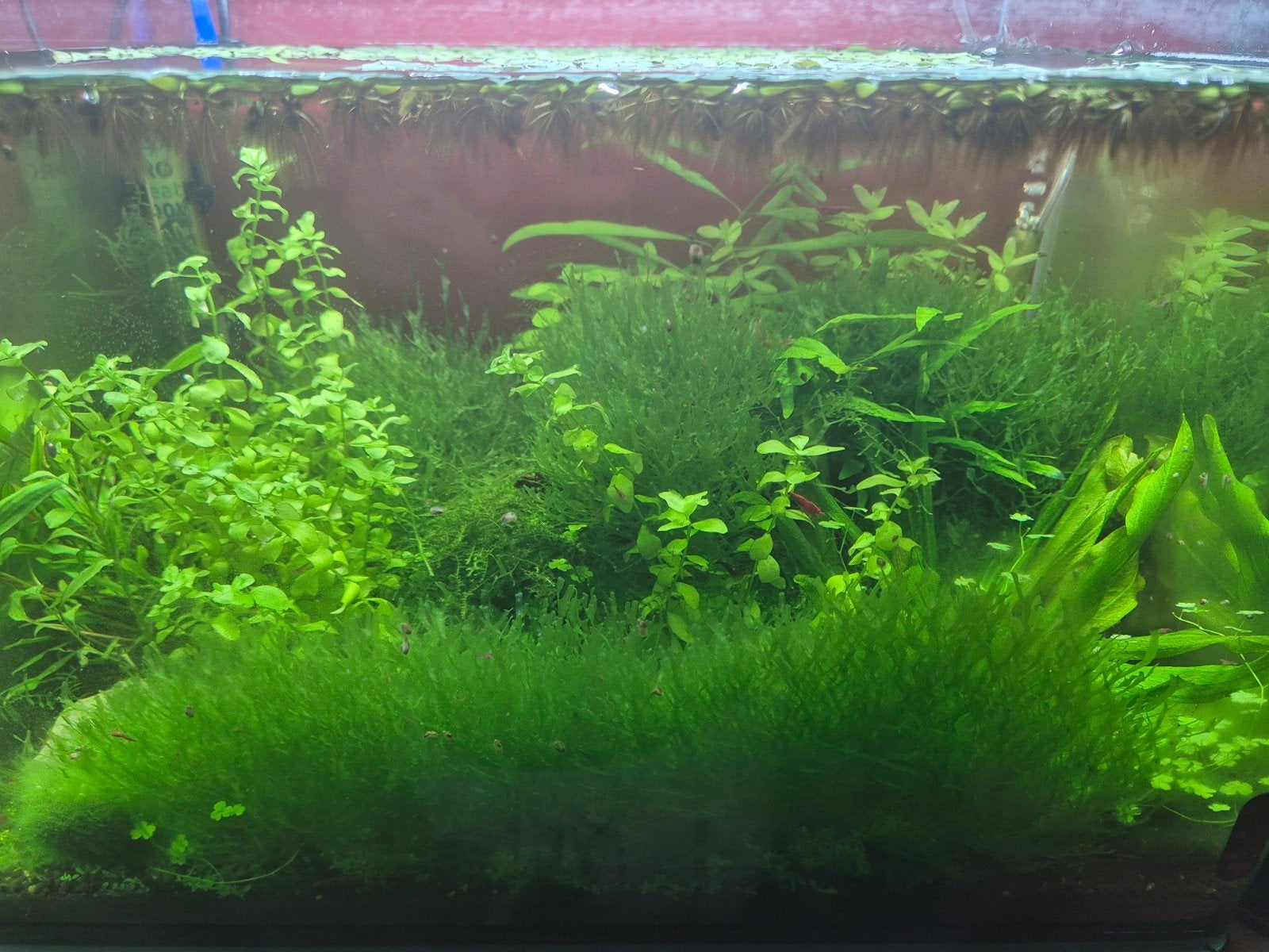 Diverse garnalen en planten te koop, Dieren en Toebehoren, Kreeft, Krab of Garnaal