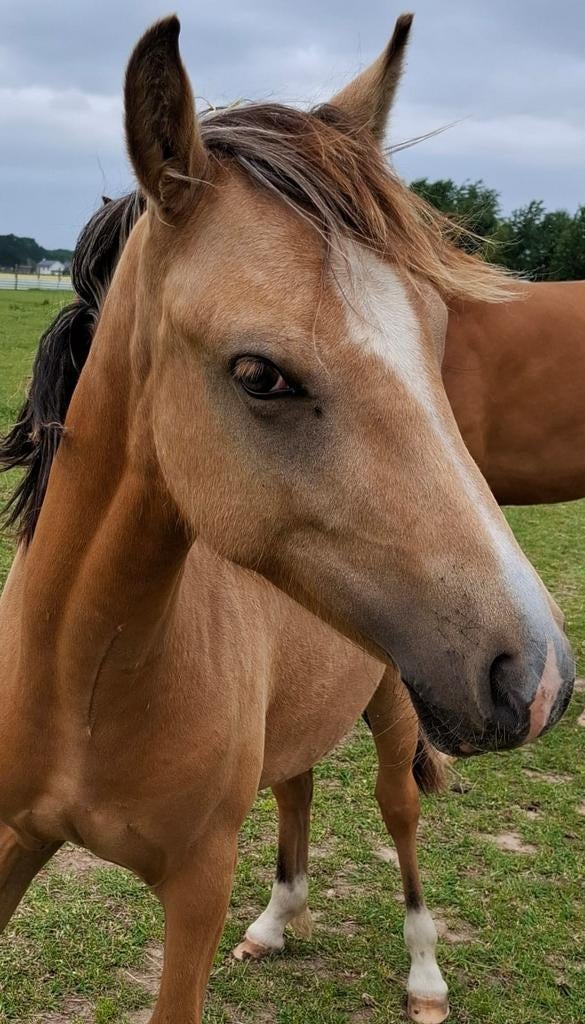 Valk merrie 03-05-2024, Dieren en Toebehoren, Pony's, Merrie, Onbeleerd, Met stamboom, 0 tot 2 jaar