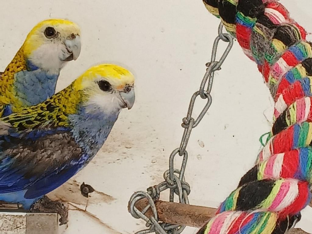 Mooi bewezen koppel rossela, Dieren en Toebehoren, Vogels | Parkieten en Papegaaien, Meerdere dieren, Parkiet, Geringd