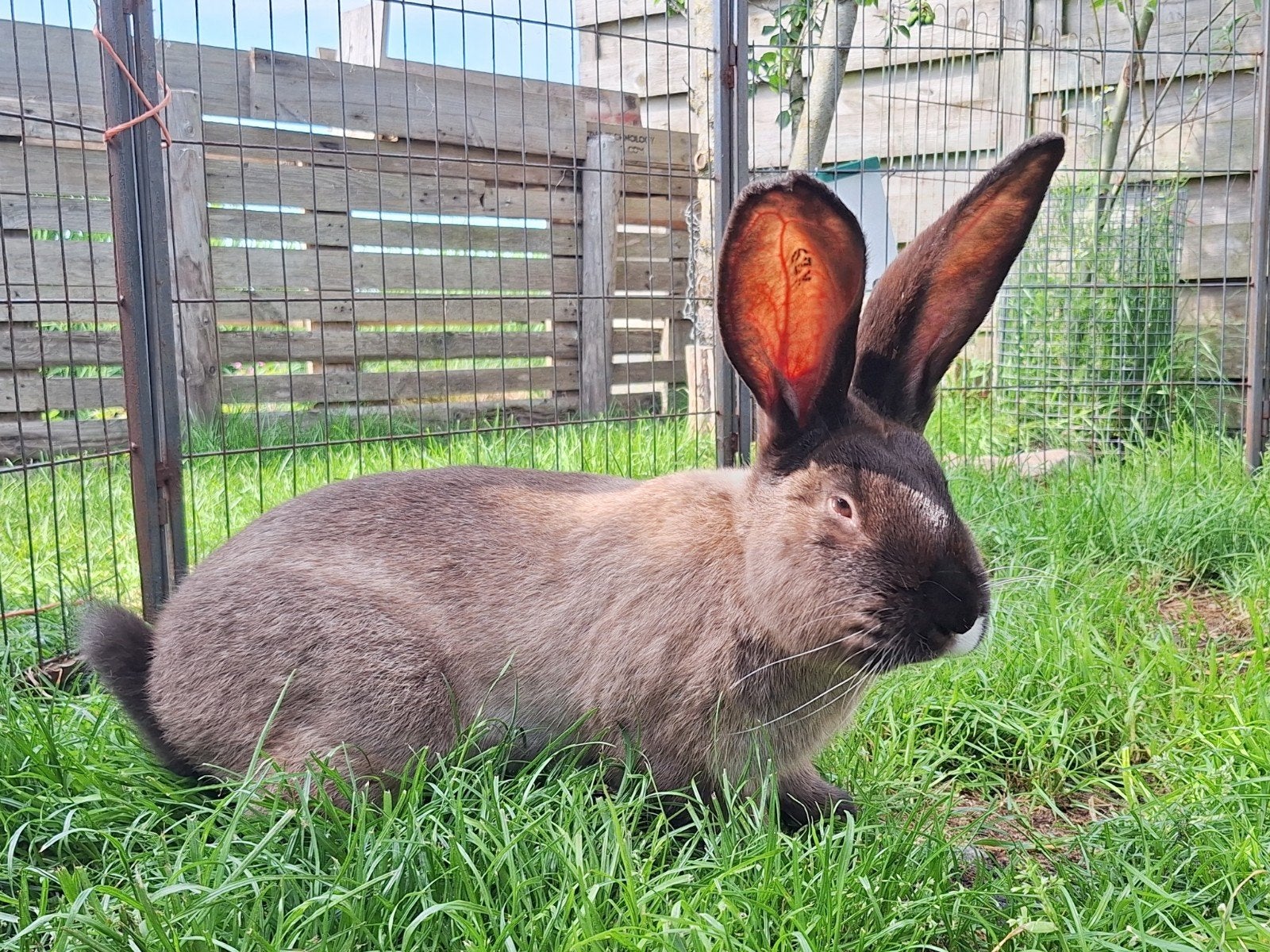 duitse reus siamees sable