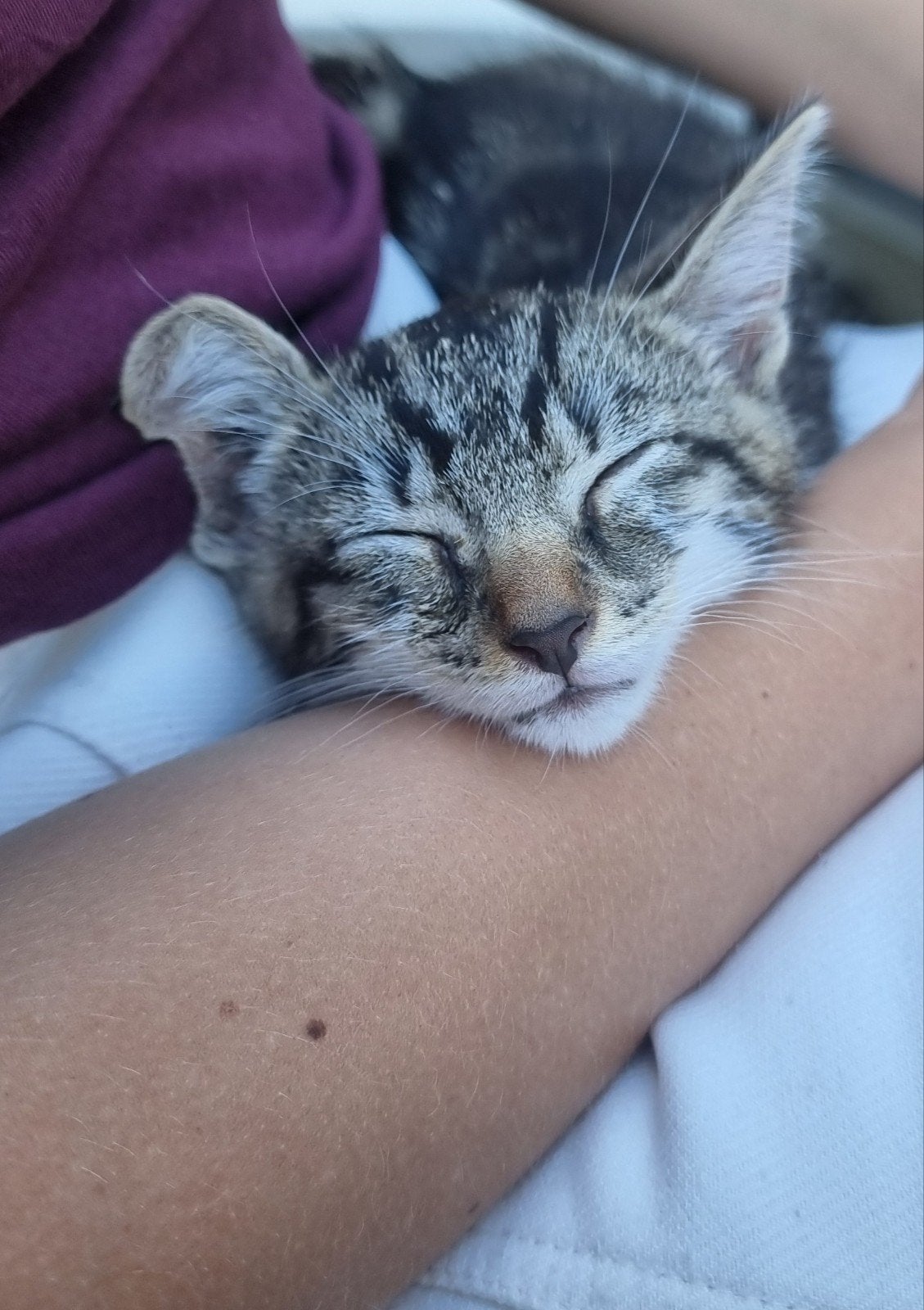 Lieve kittens te koop, Dieren en Toebehoren, Katten en Kittens | Overige Katten, Meerdere dieren, Kortharig, 0 tot 2 jaar