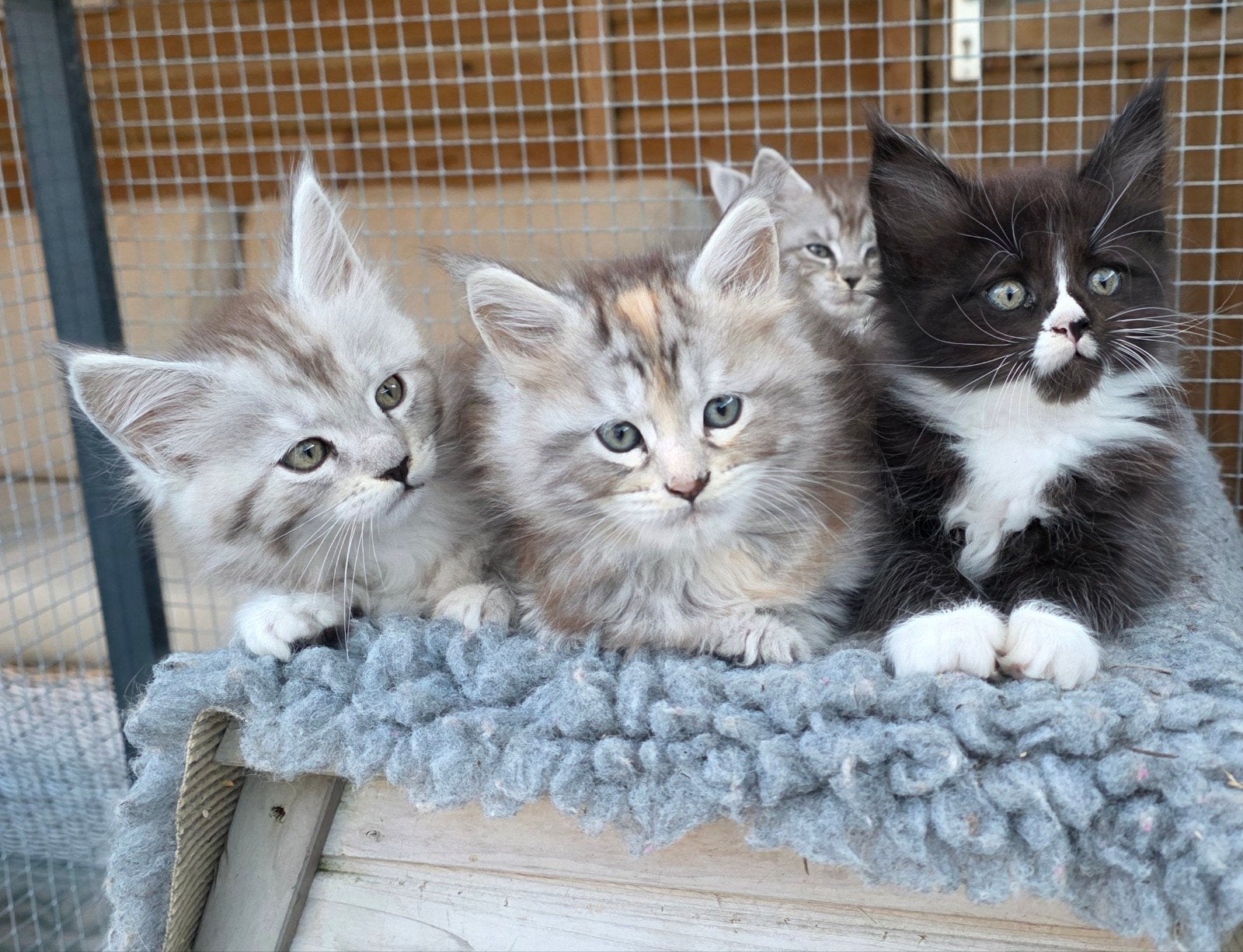 Maine coon kittens met stamboom, Meerdere dieren, Met stamboom, 0 tot 2 jaar