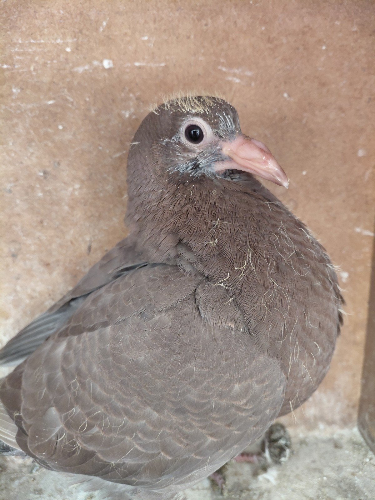 oliebont choco kleurpostduif pieper, Dieren en Toebehoren, Geslacht onbekend, Postduif