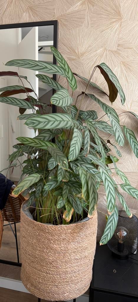 Calathea plant, Ophalen, Halfschaduw, Minder dan 100 cm