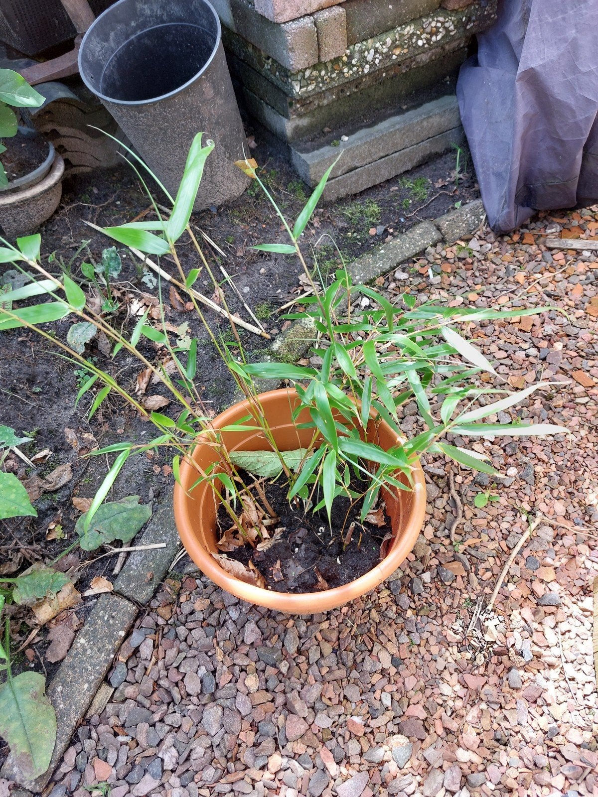 Niet-woekerende bamboe in pot, Tuin en Terras, Planten | Tuinplanten, Ophalen, Vaste plant, Siergrassen, Bloeit niet