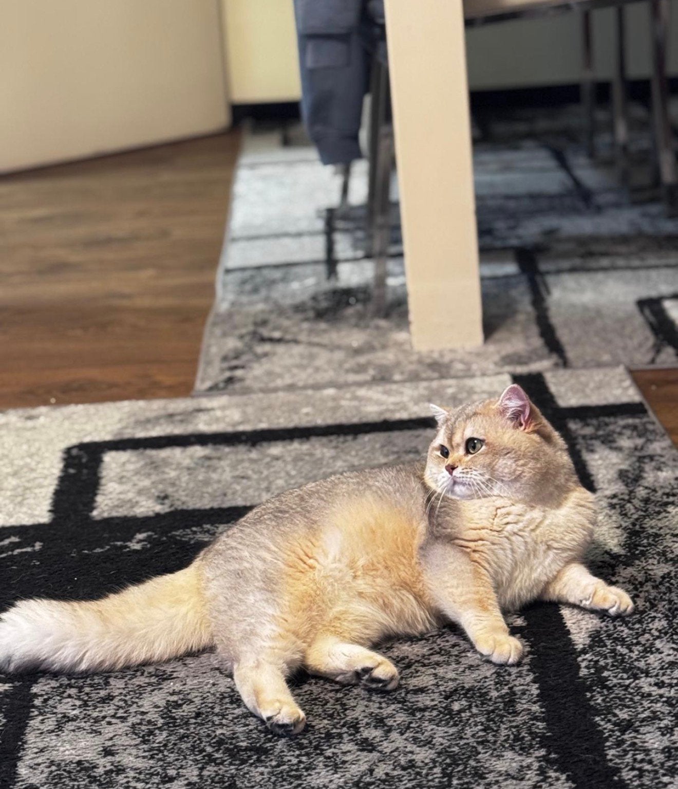 Britse Korthaar Kittens te koop, Dieren en Toebehoren, Katten en Kittens | Raskatten | Korthaar, Kater, Ontwormd, 0 tot 2 jaar