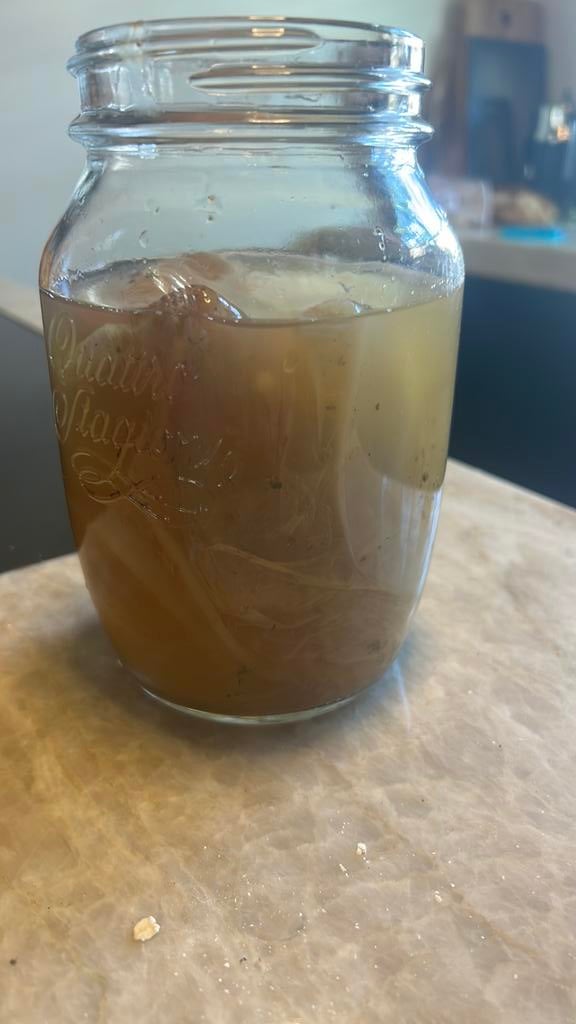 Scoby + startersvloeistof, Ophalen