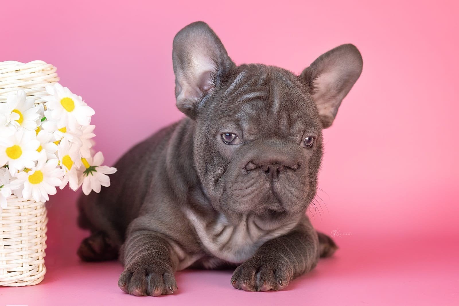 Franse bulldog Big Rope, Dieren en Toebehoren, Honden | Bulldogs, Pinschers en Molossers, Parvo, 15 weken tot 1 jaar, Teef, Bulldog