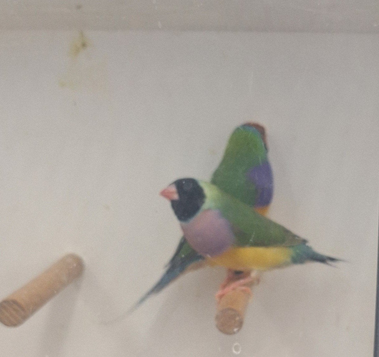 Gouldamadines, Meerdere dieren, Tropenvogel, Geringd