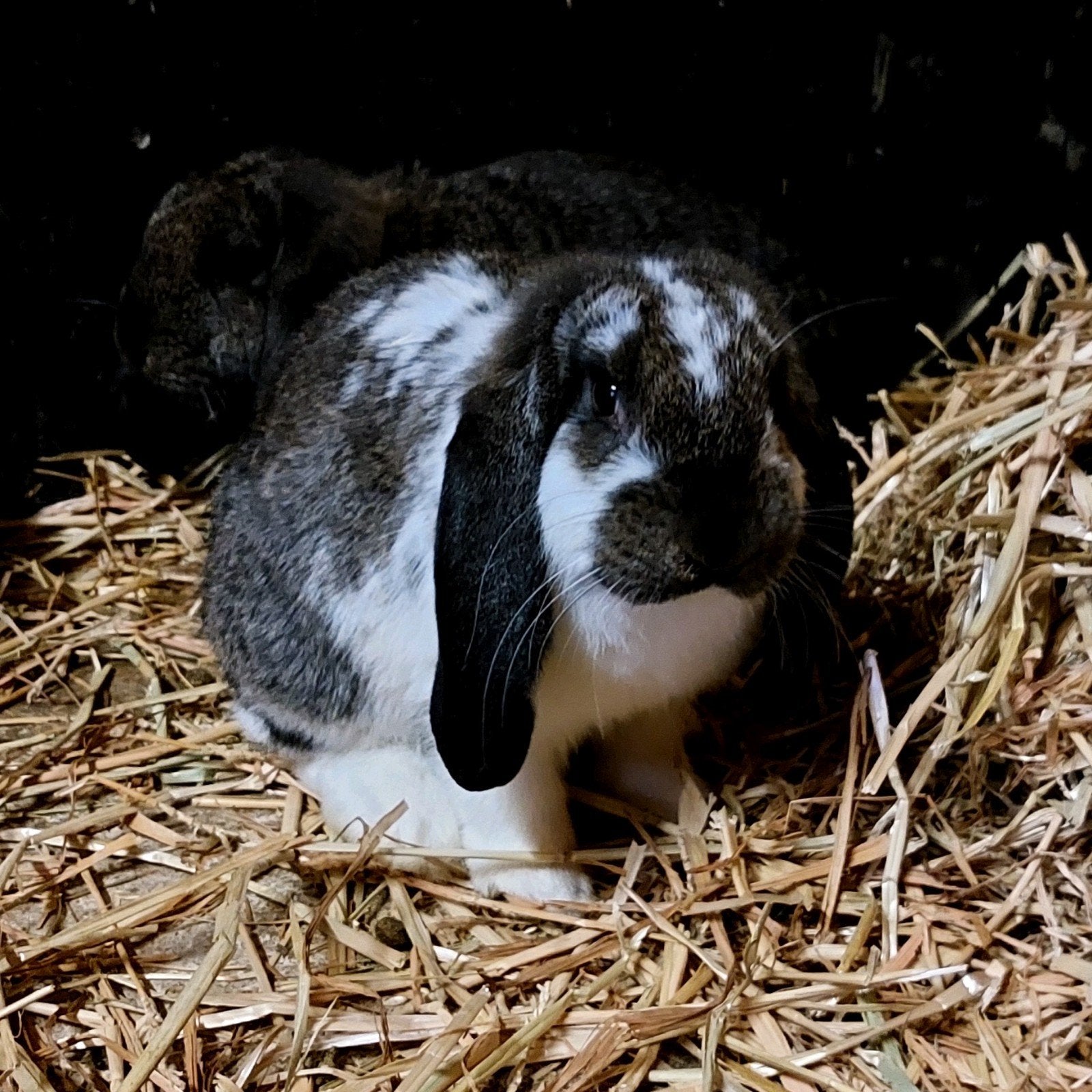 franse hangoor konijnen, Dieren en Toebehoren, Meerdere dieren, Groot, Hangoor, 0 tot 2 jaar