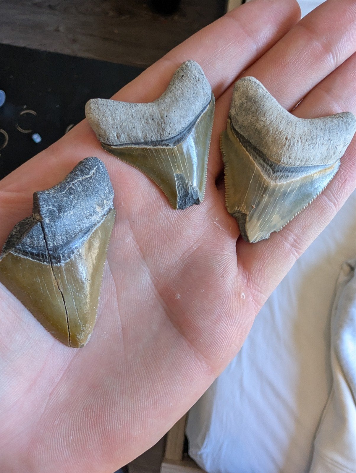 Megalodon haaientanden - Fossiele tanden van de reuzenhaai, Ophalen of Verzenden, Fossiel
