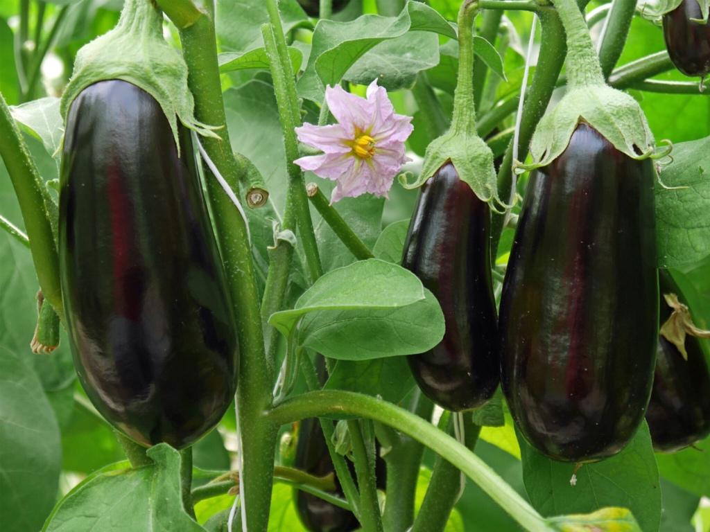 Aubergine planten / biologische groente / kweek / hobby kas, Tuin en Terras, Ophalen, Eenjarig, Overige soorten, Volle zon