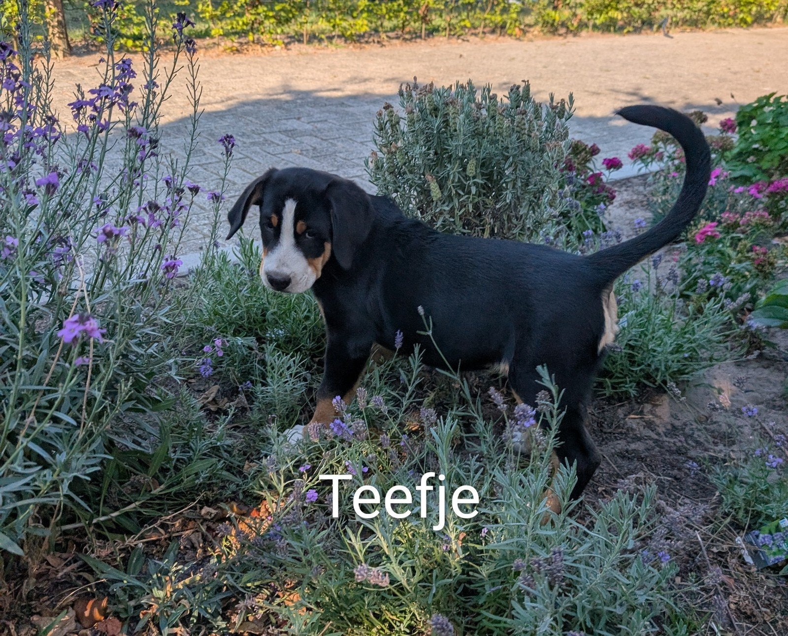 Mooi grote Zwitserse Sennen pups 2 reutjes 1 teefje, 8 tot 15 weken, Meerdere, Meerdere dieren, Nederland