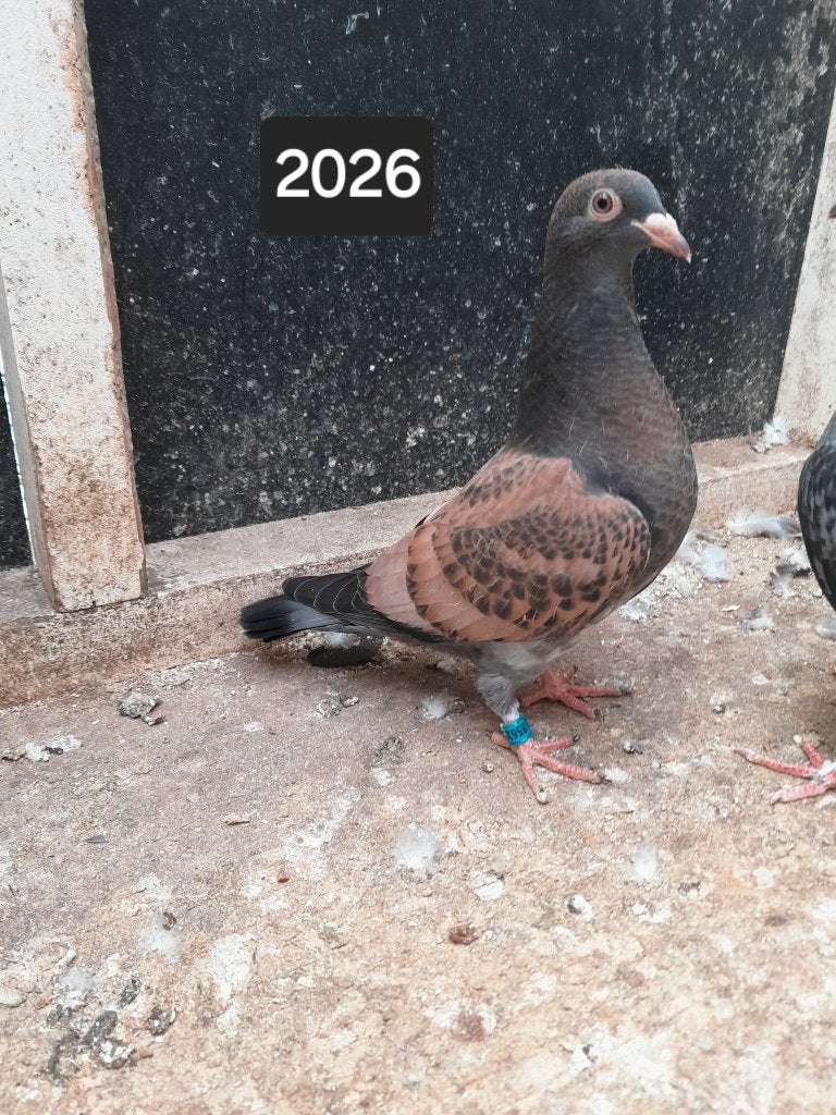 17 kleurpostduiven, Dieren en Toebehoren, Vogels | Duiven, Meerdere dieren, Postduif