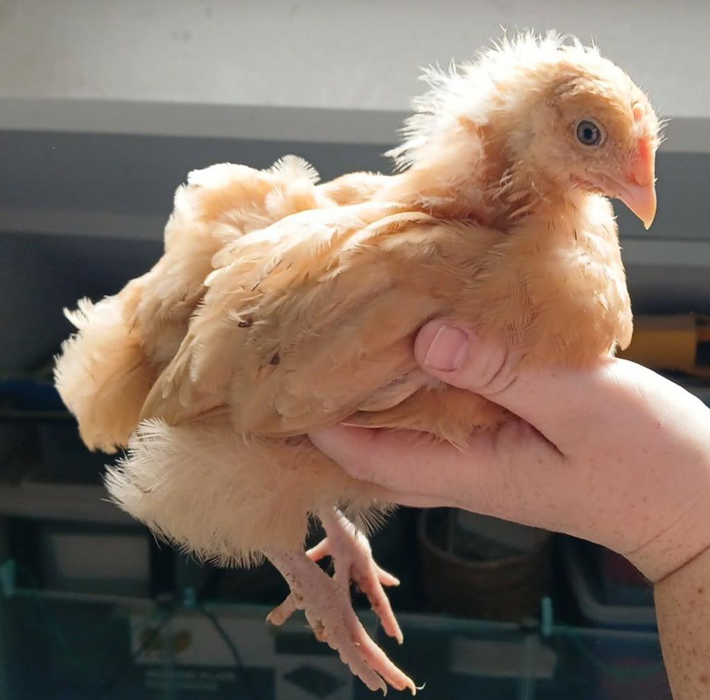 Buff Orpington haantje, Mannelijk, Kip