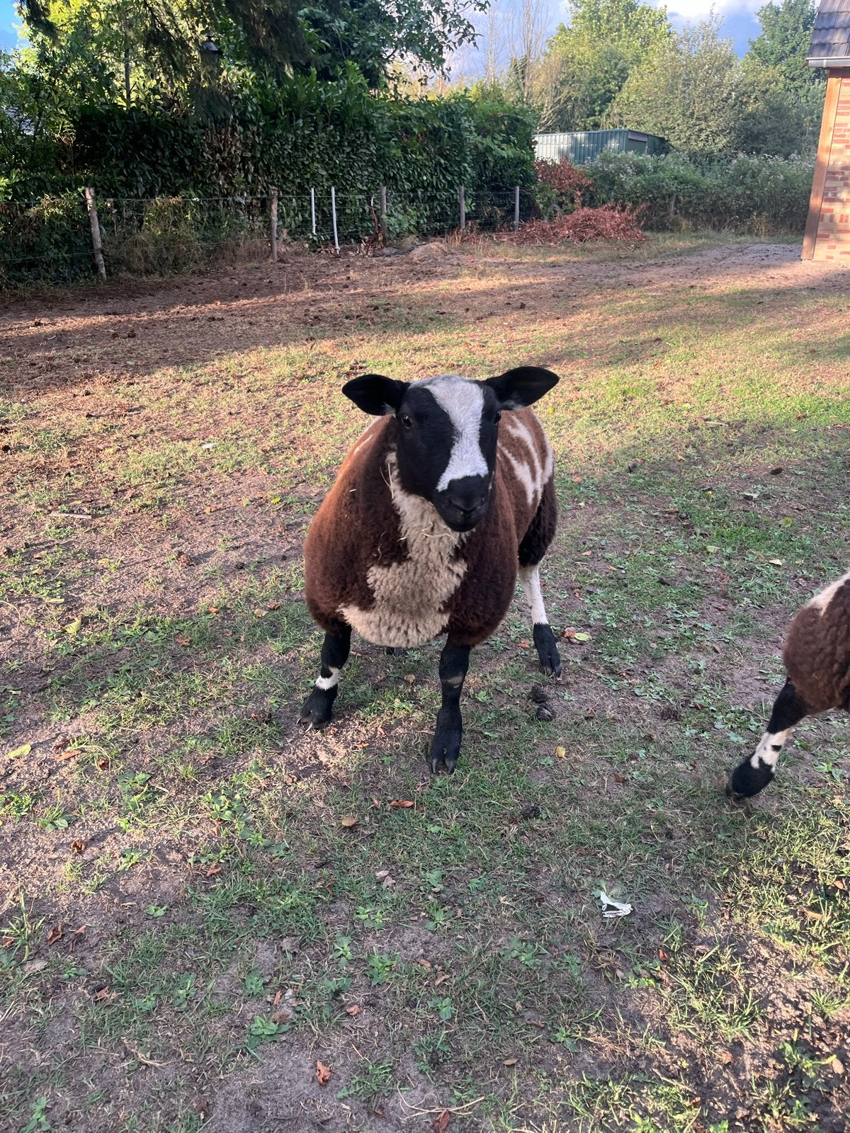 Bonte ram, Dieren en Toebehoren, Mannelijk, Schaap
