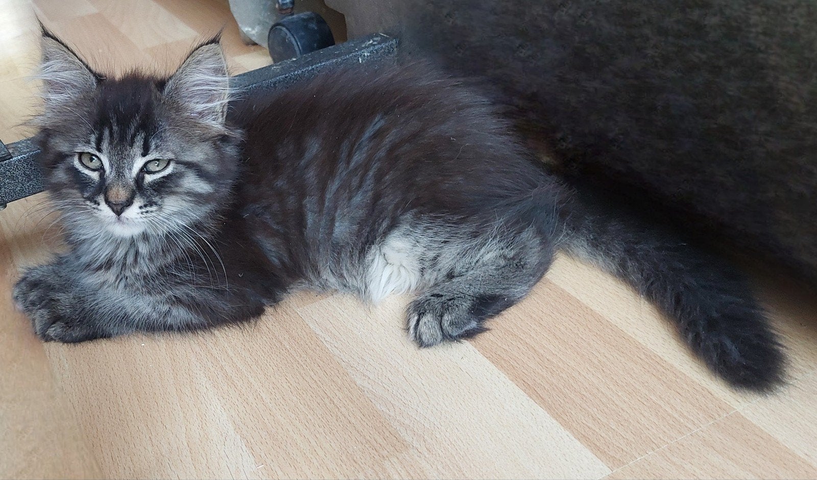 Langhaar Kittens, Maine Coon x Neva Masquerade., Meerdere dieren, Ontwormd, 0 tot 2 jaar
