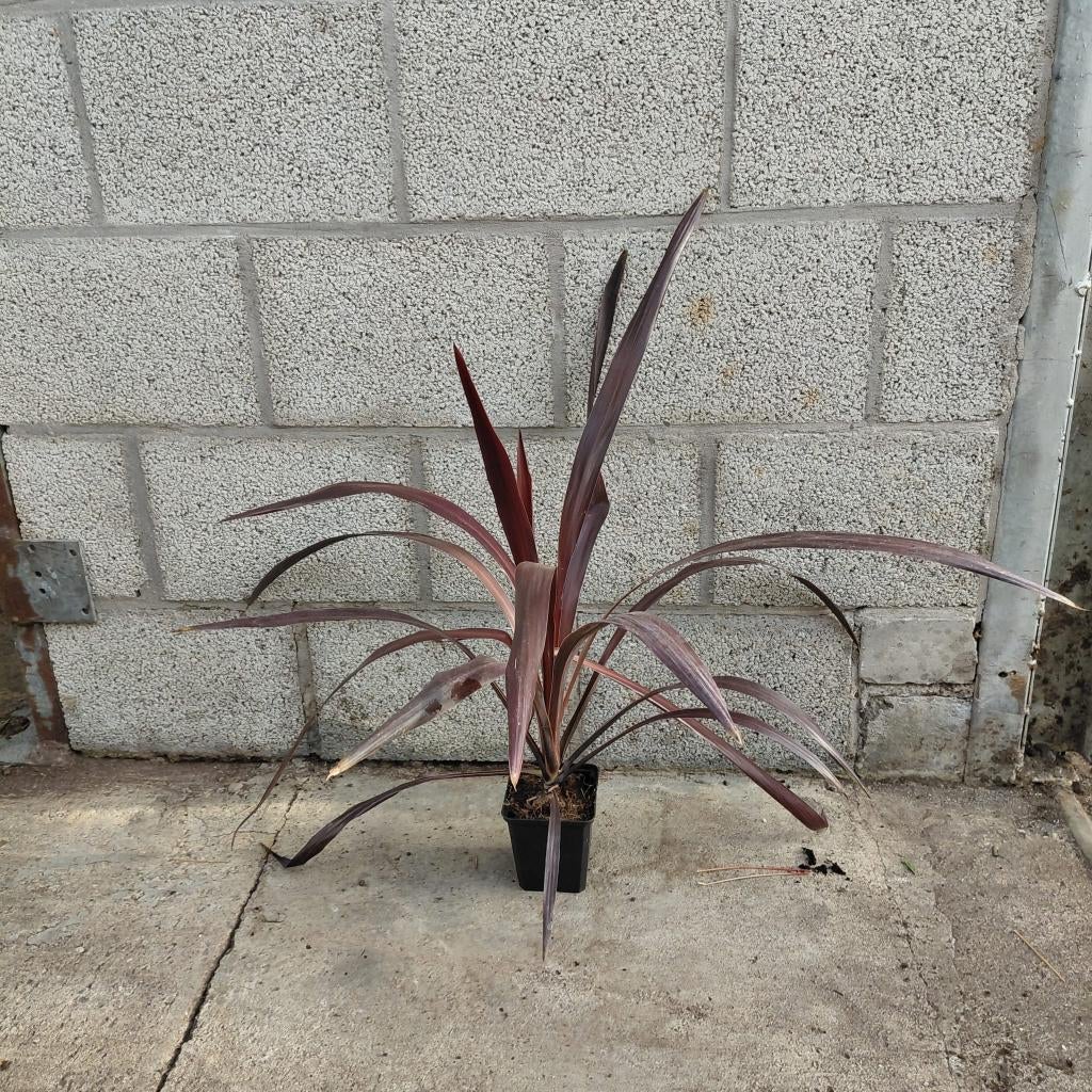 Cordyline 'Superstar' | Donkerrode Koolpalm | Verzending!, Ophalen of Verzenden, Volle zon