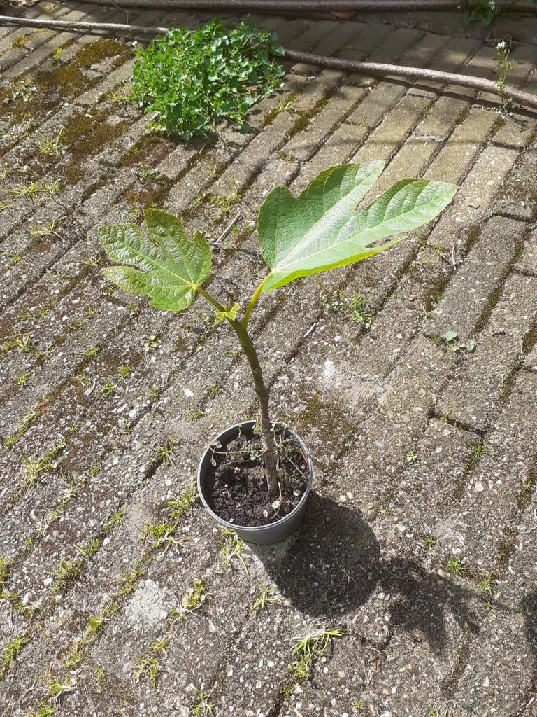 Vijg, Ophalen, Minder dan 100 cm, Volle zon, Vijgenboom