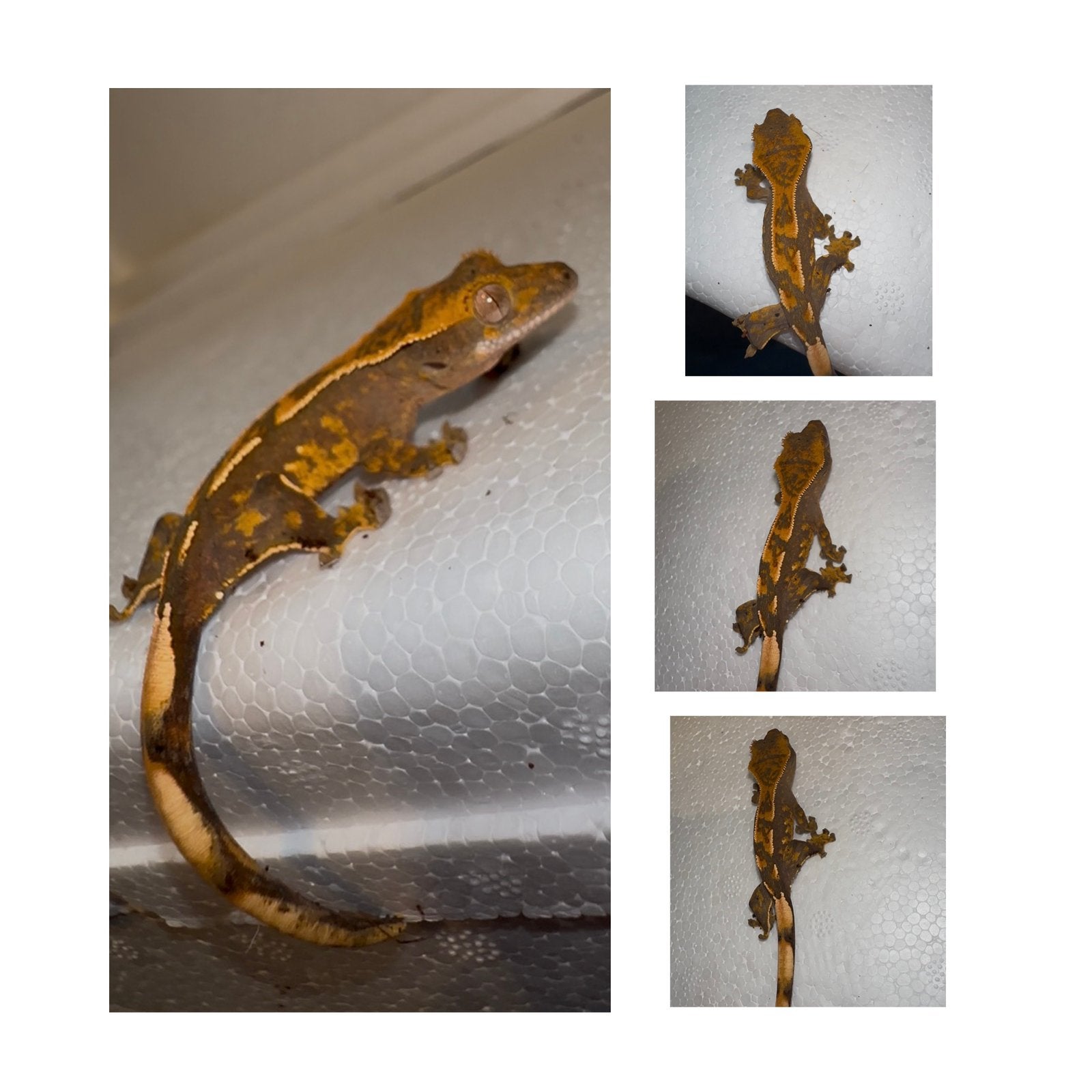 Wimpergekko baby, Dieren en Toebehoren, Reptielen en Amfibieën, Hagedis, Tam, 0 tot 2 jaar
