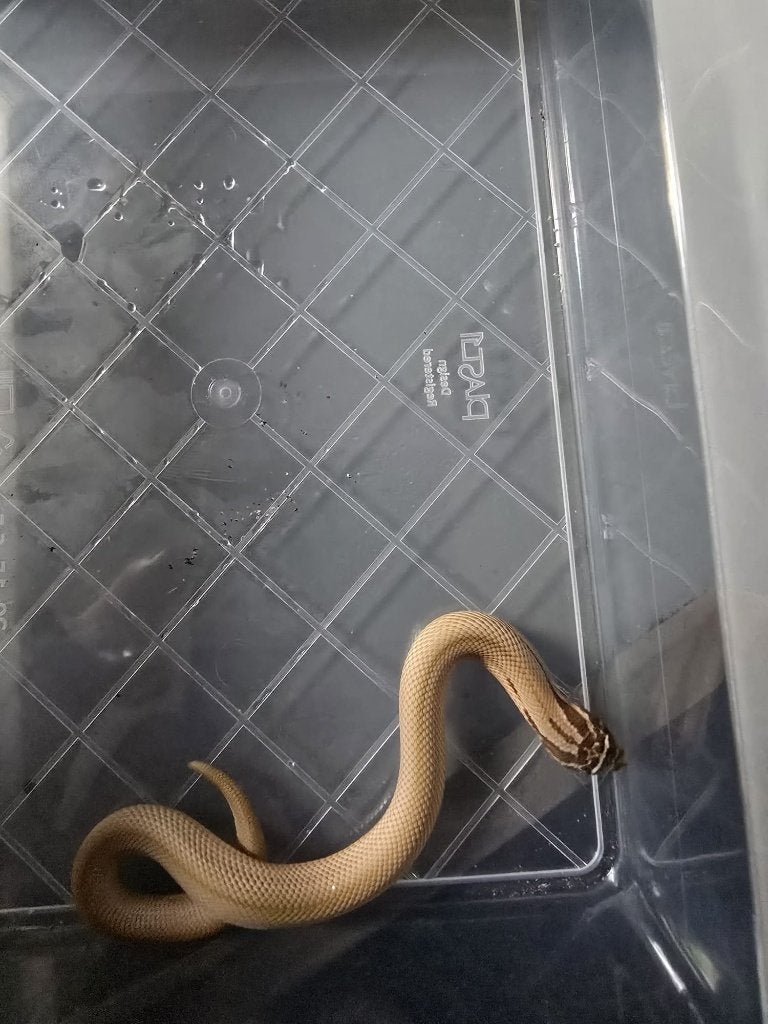 heterodon nasicus Hognose Snake photo 2
