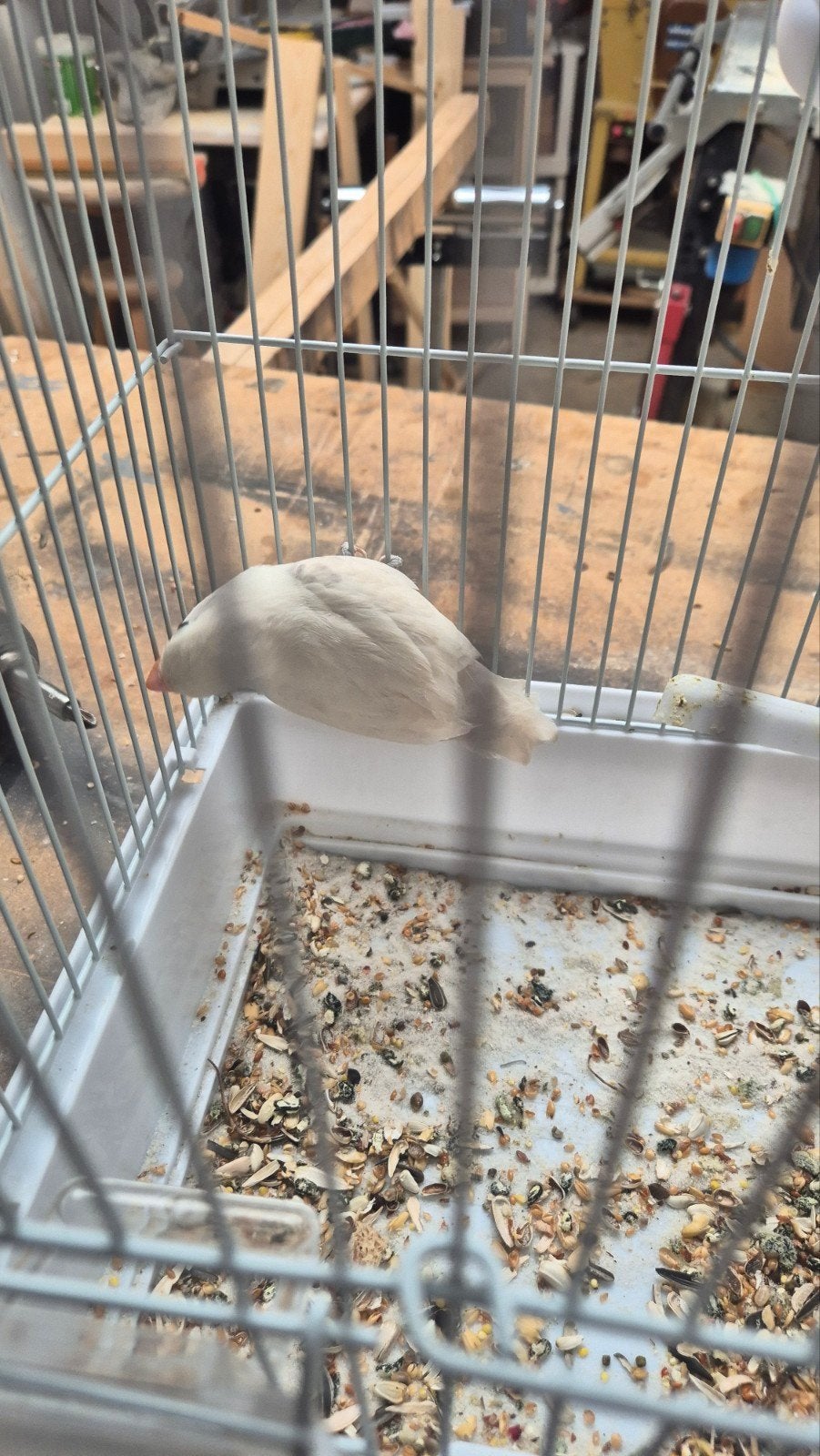 WEG MET SPOED! Agapornis 10 weken oud, Geslacht onbekend, Overige soorten