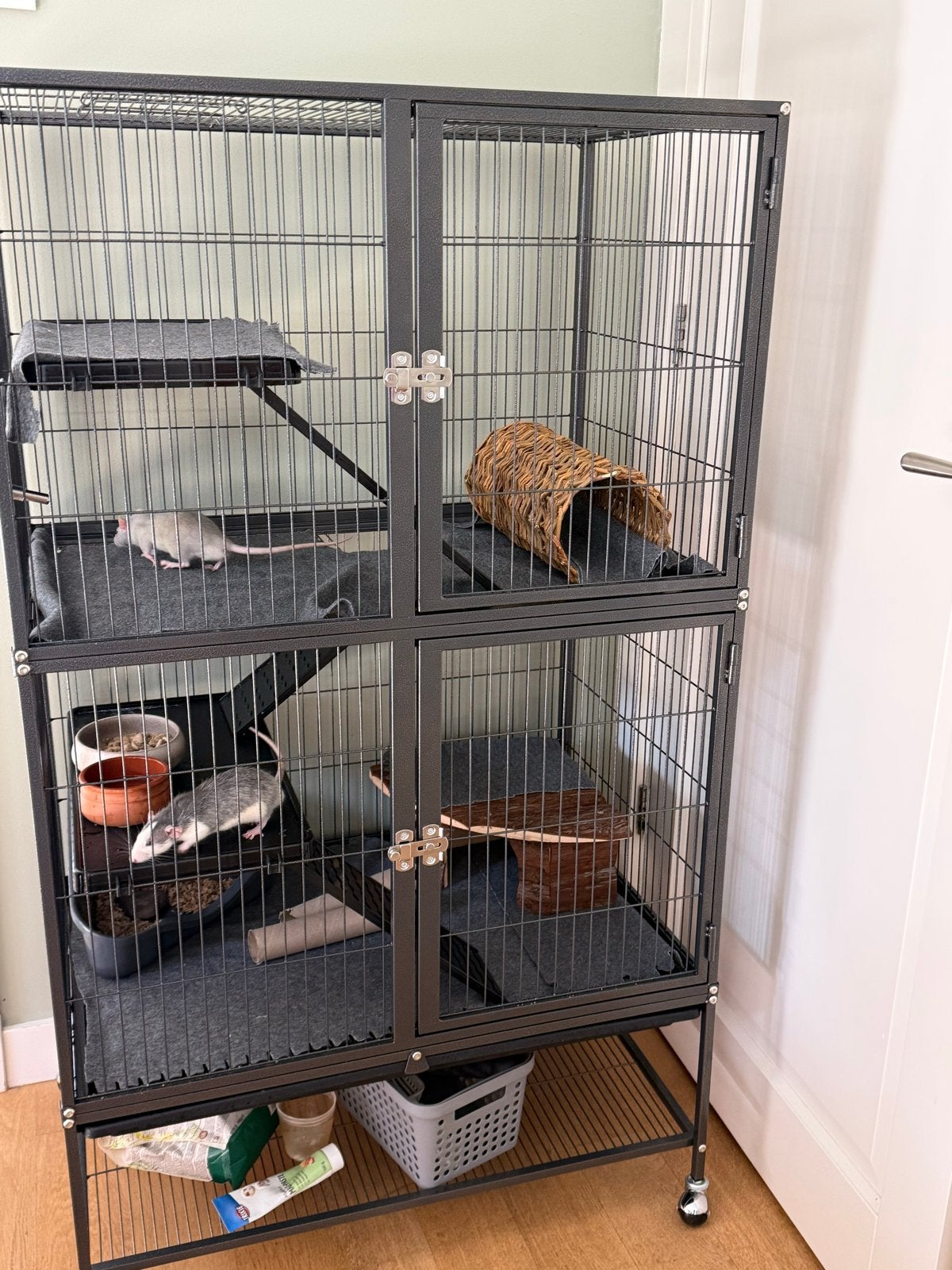 2 jonge tamme ratjes, mannetjes, Dieren en Toebehoren, Rat, Mannelijk, Juli, Tam