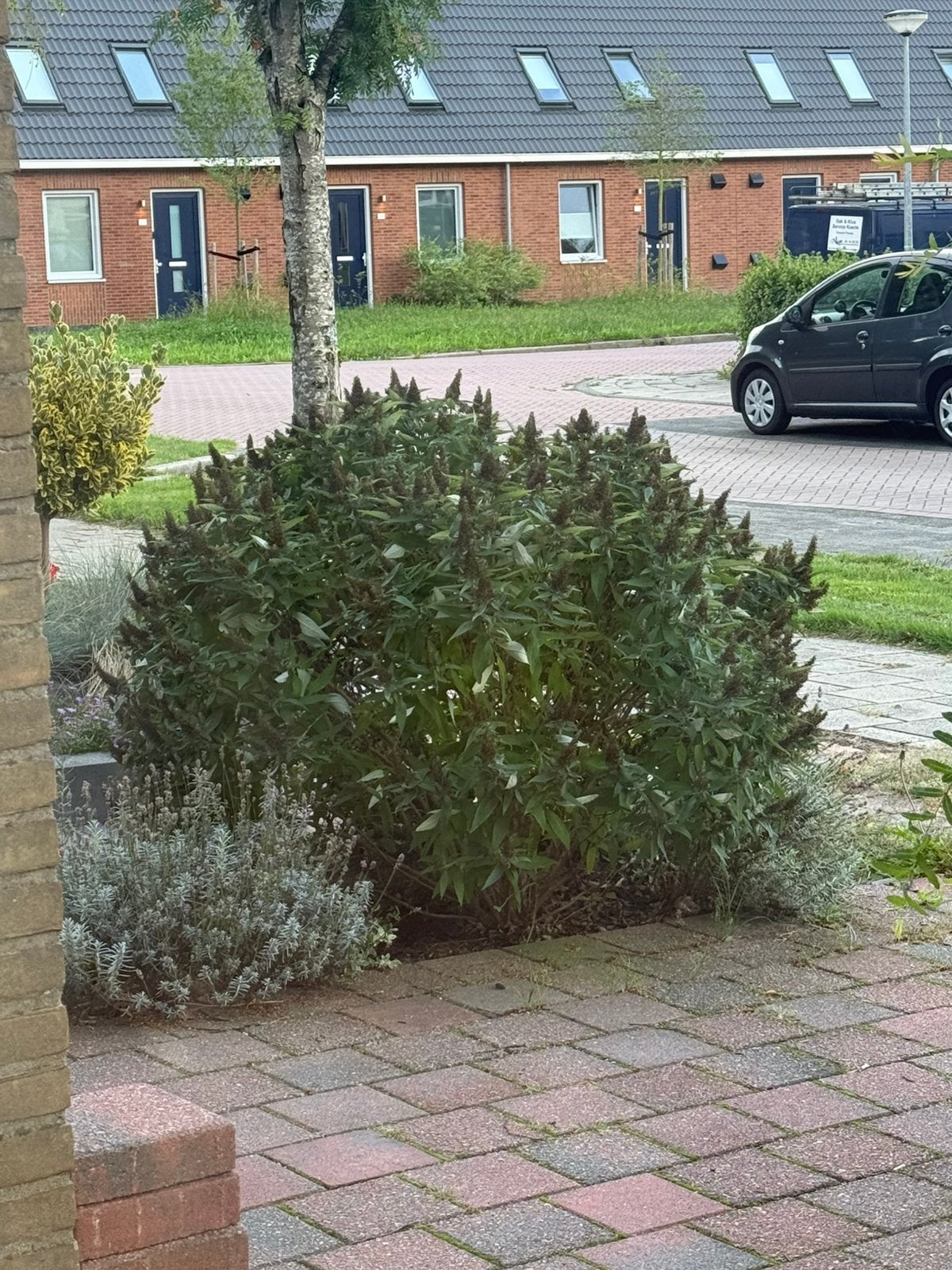 Witte vlinderstruik, Tuin en Terras, Overige soorten, 100 tot 250 cm, Zomer, Ophalen