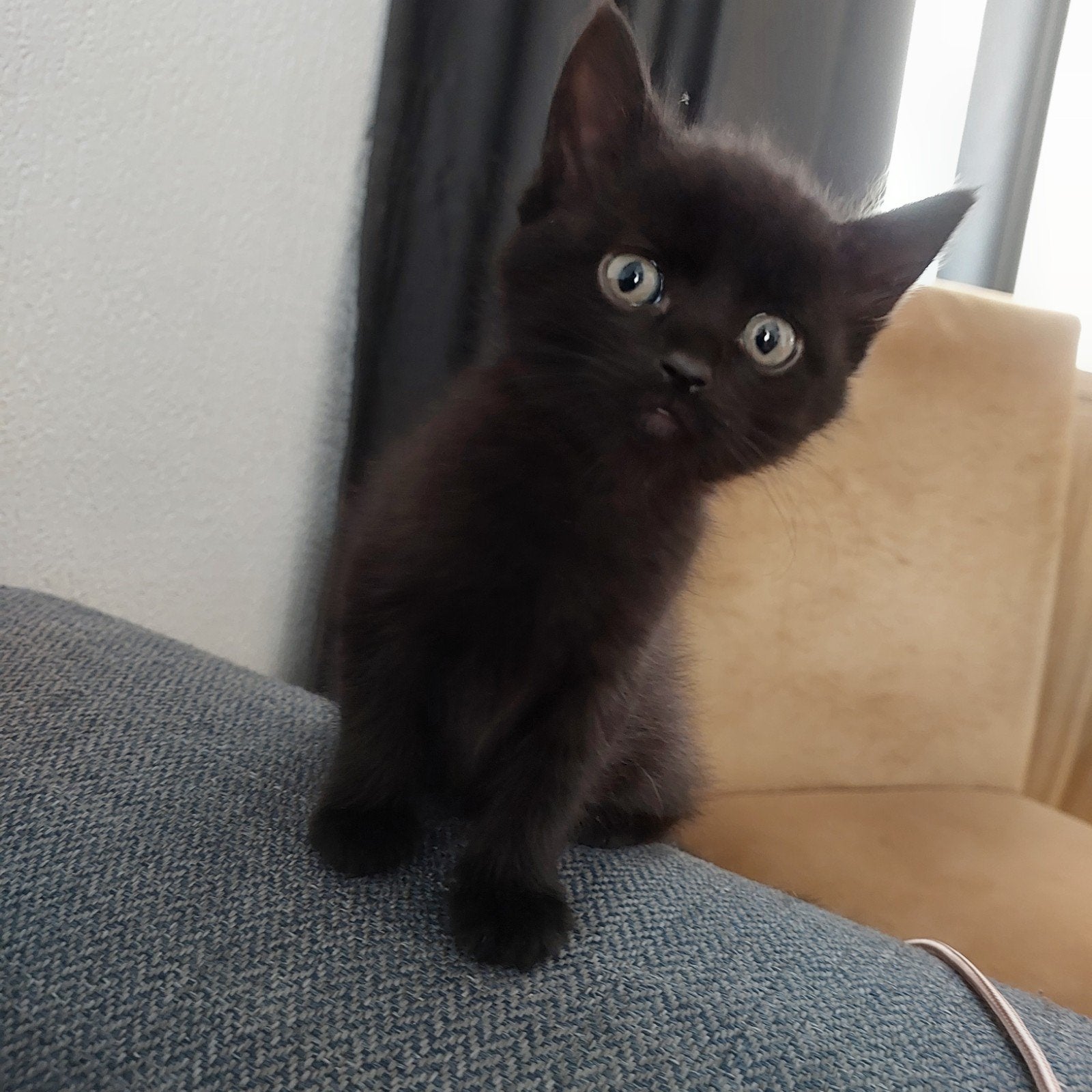 Wij weten zeker:deze zwarte parels zullen je leven opfleuren, Poes