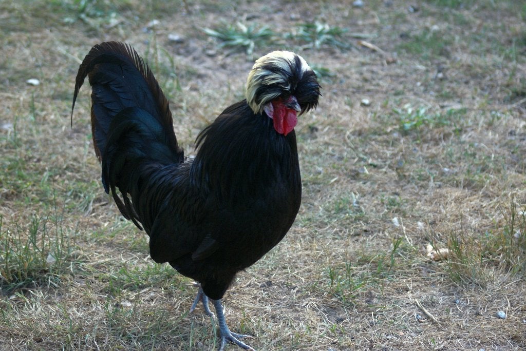 GEZOCHT Haan Hollandse Kuifhoen, Dieren en Toebehoren, Pluimvee, Mannelijk, Kip
