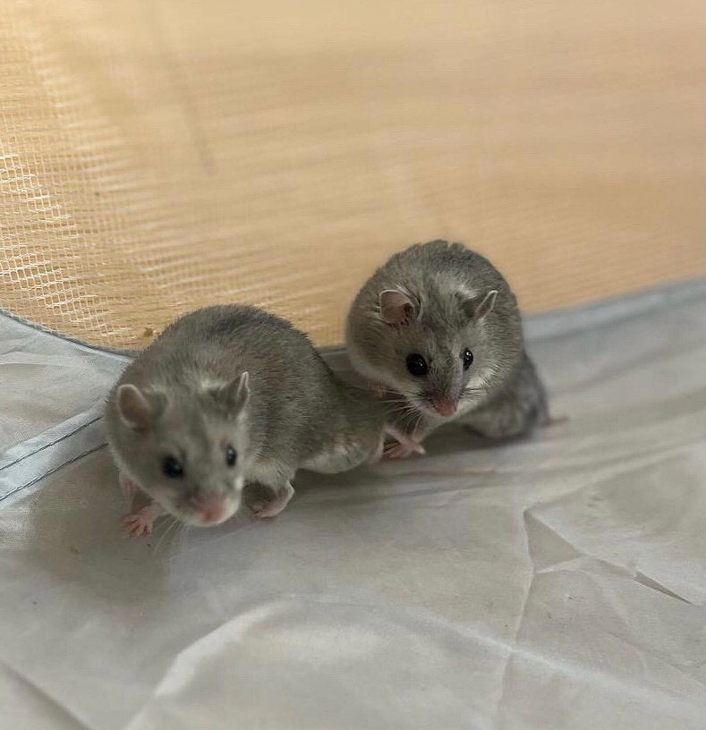 Chinese dwerghamsters + kooi met ALLES er bij !, Hamster, April, Vrouwelijk, Tam
